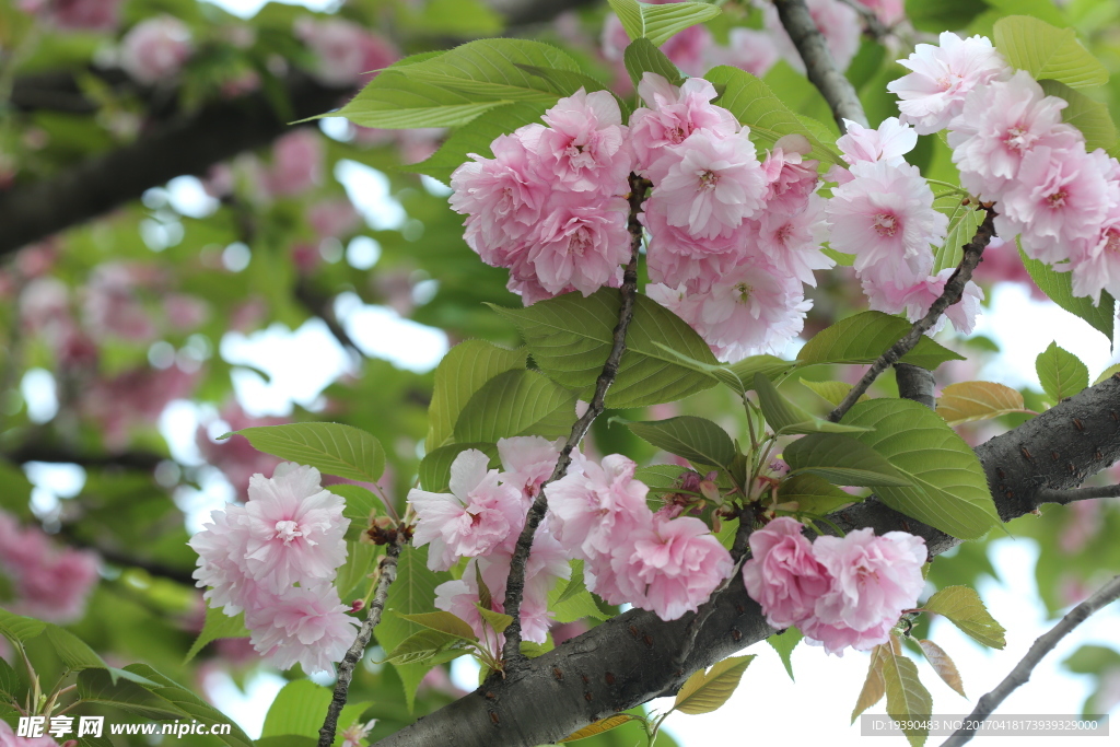 甲府园樱花