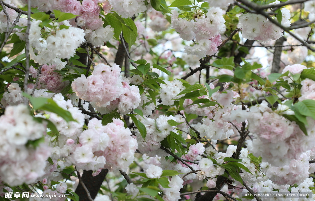 甲府园樱花