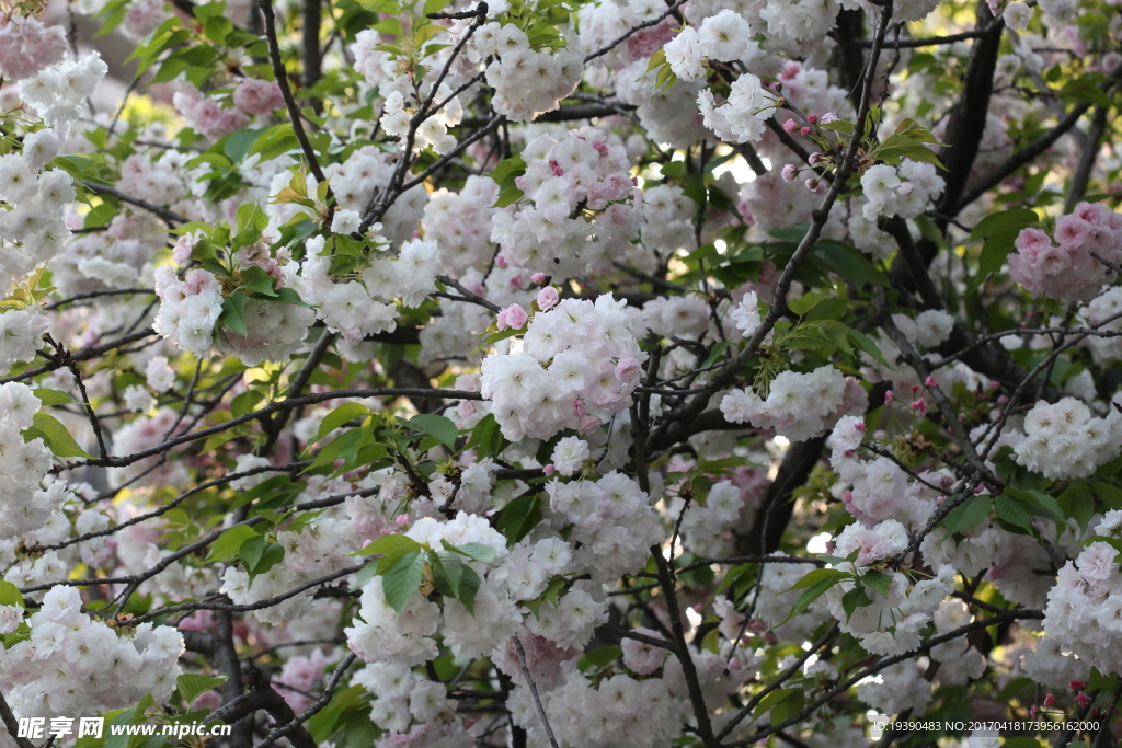 甲府园樱花