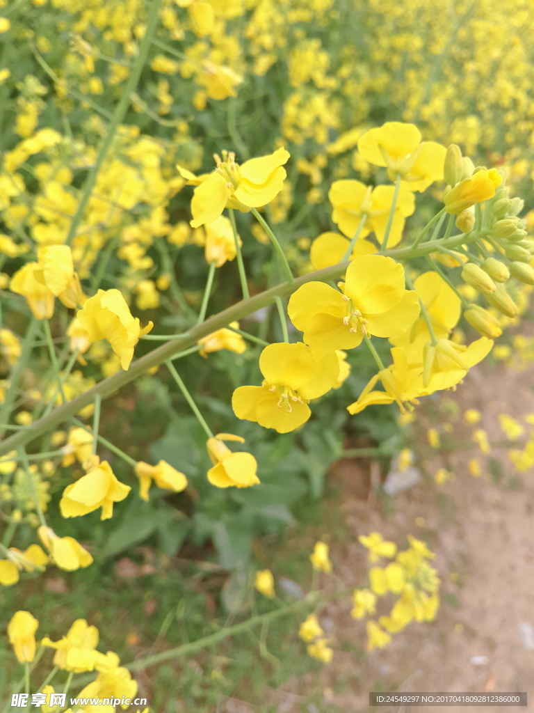 路边的油菜花