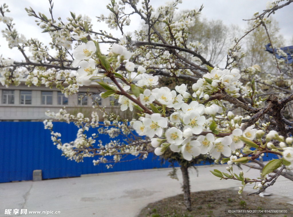 李子花