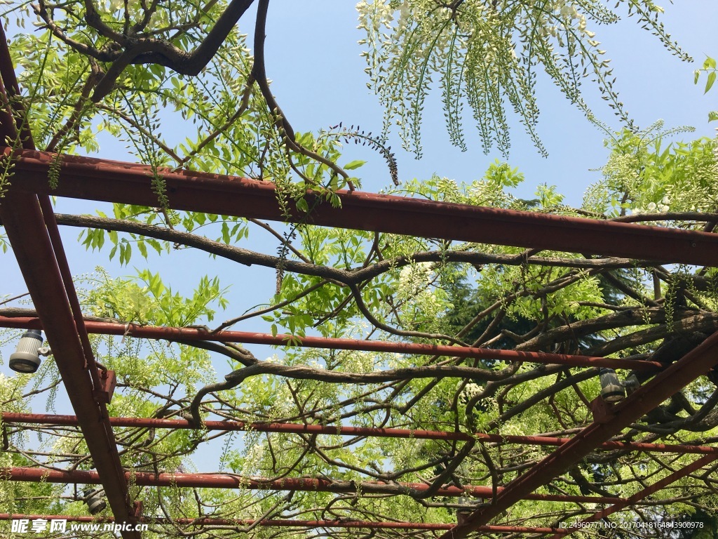 白色紫藤花