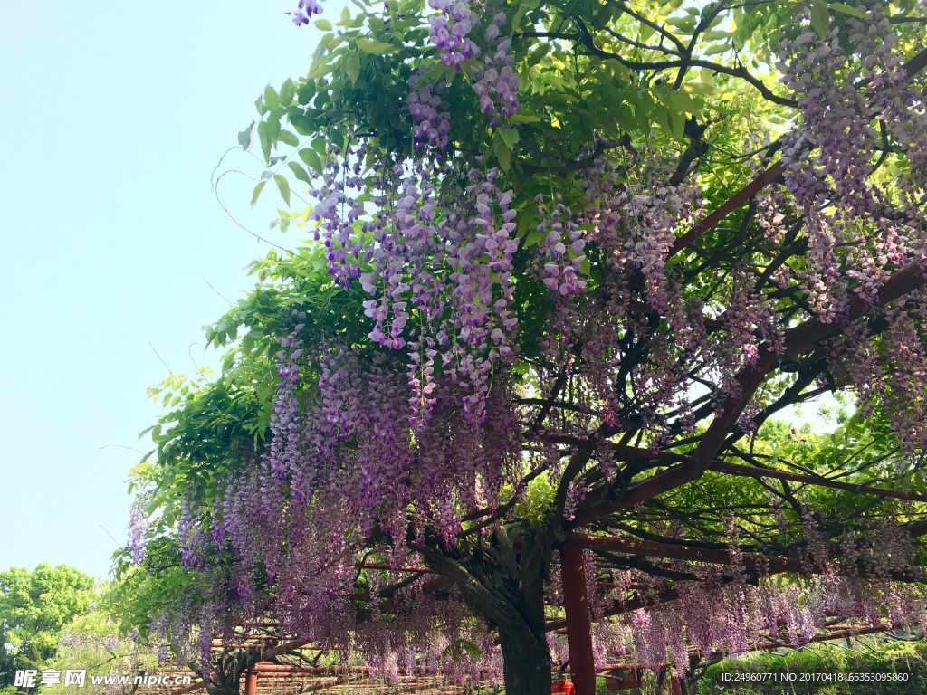 紫藤花开