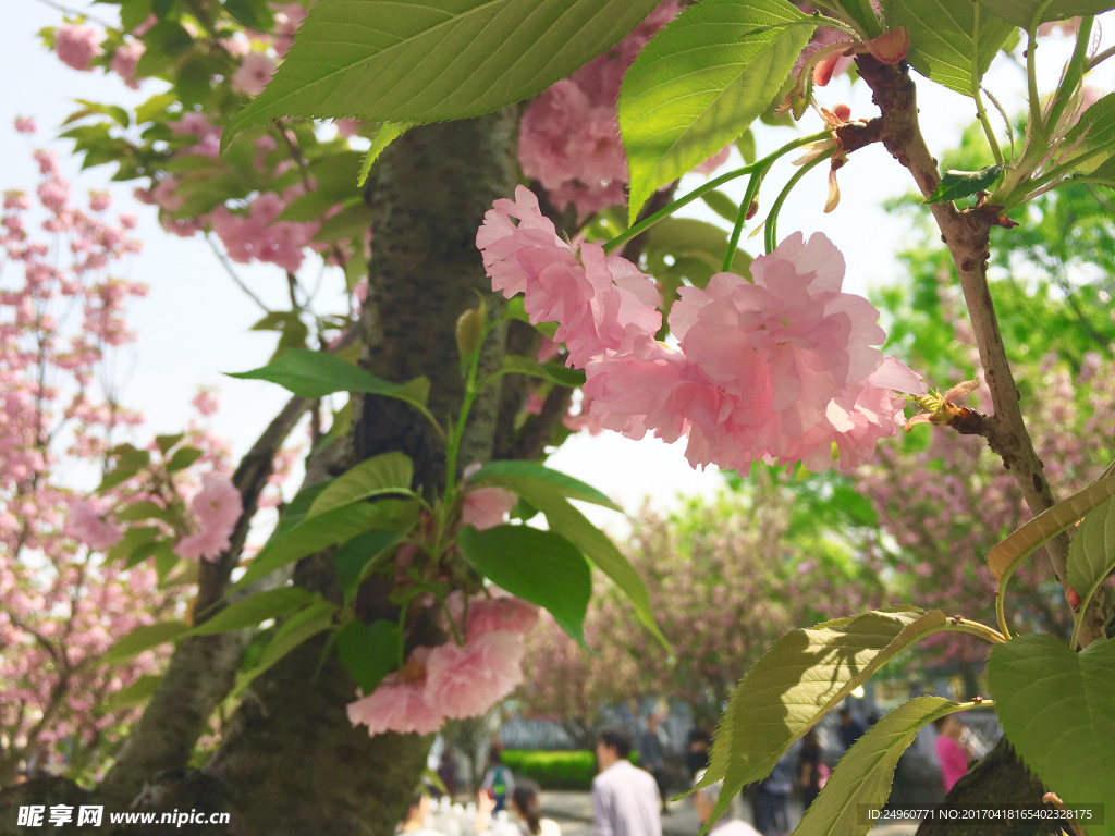 樱花