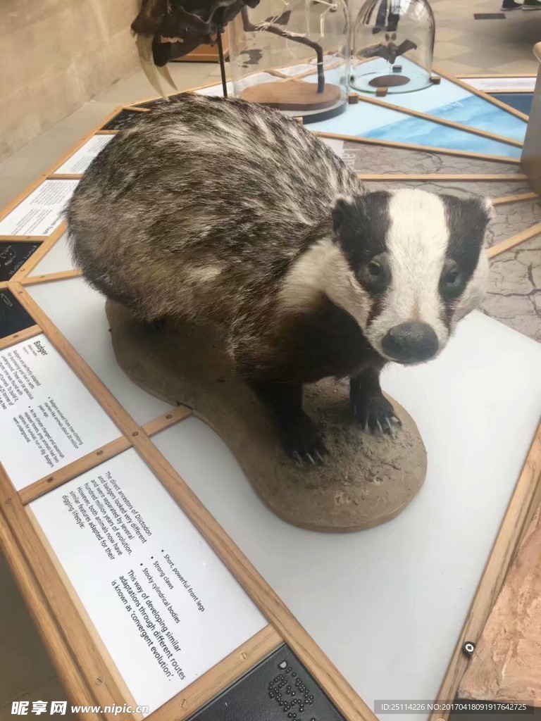 獾