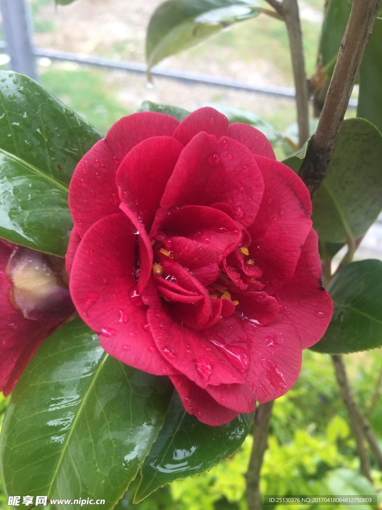 茶花