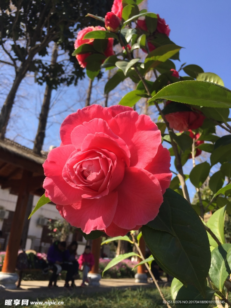 茶花
