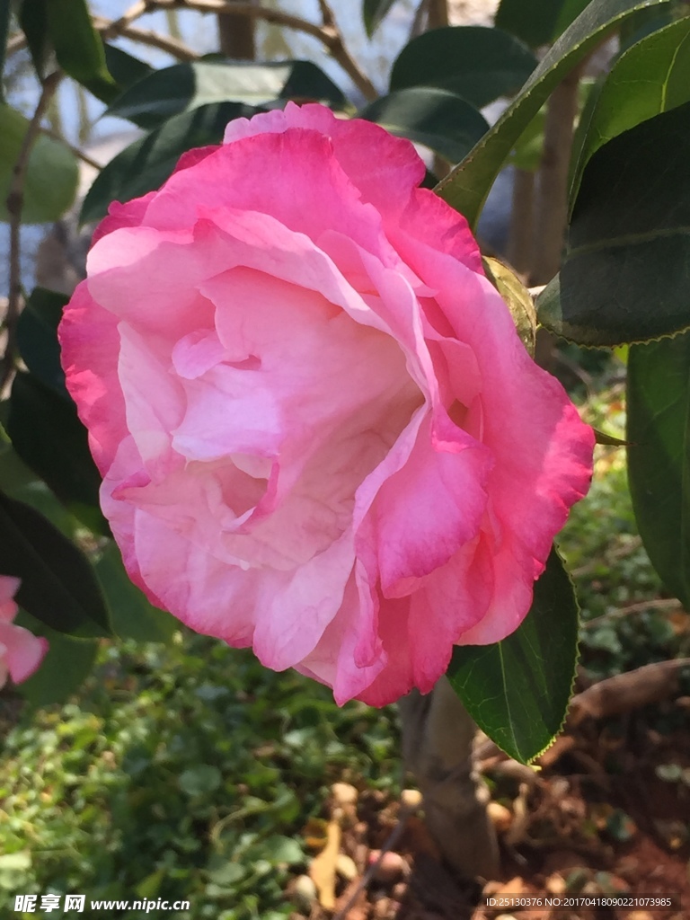 茶花