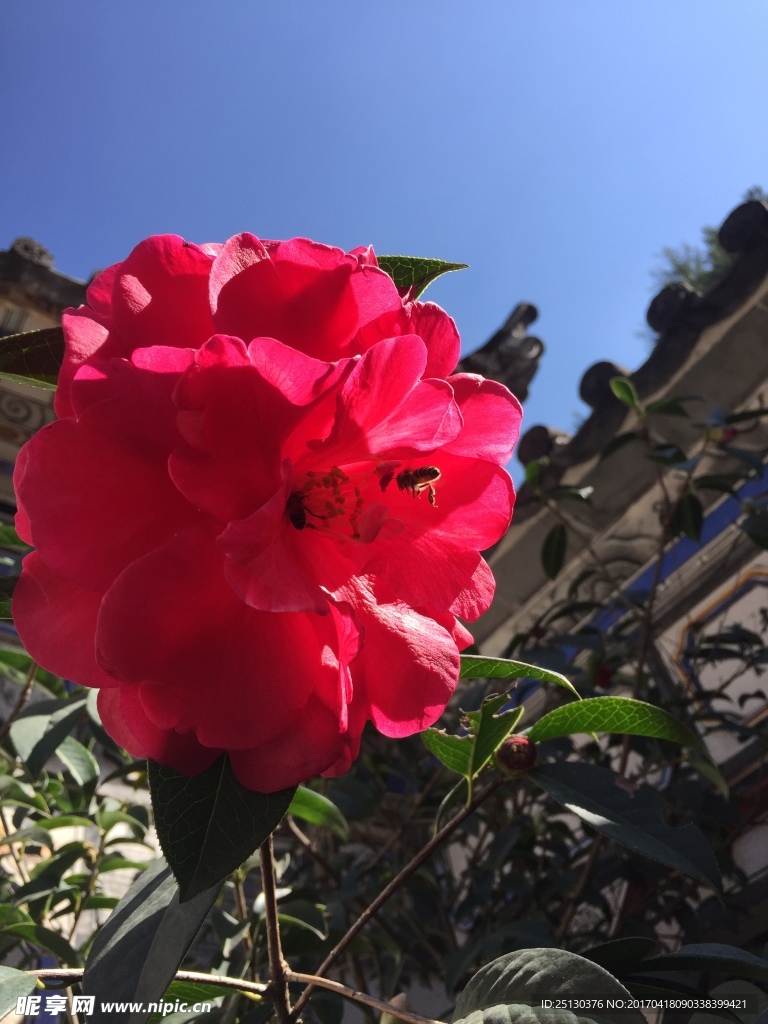 茶花