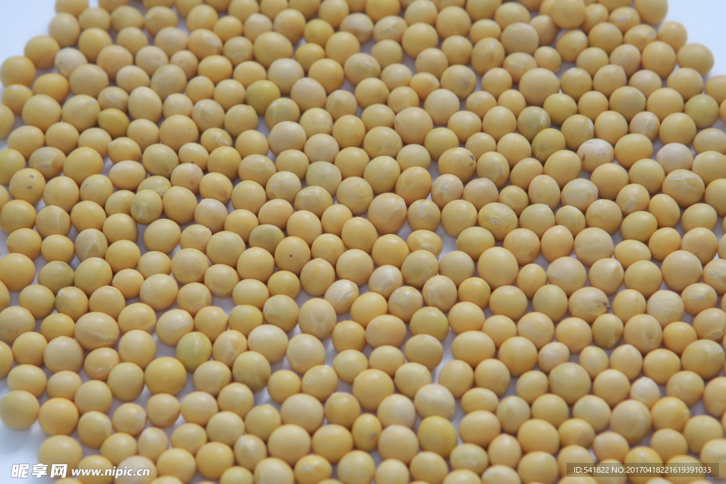 豆子