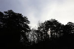 山林