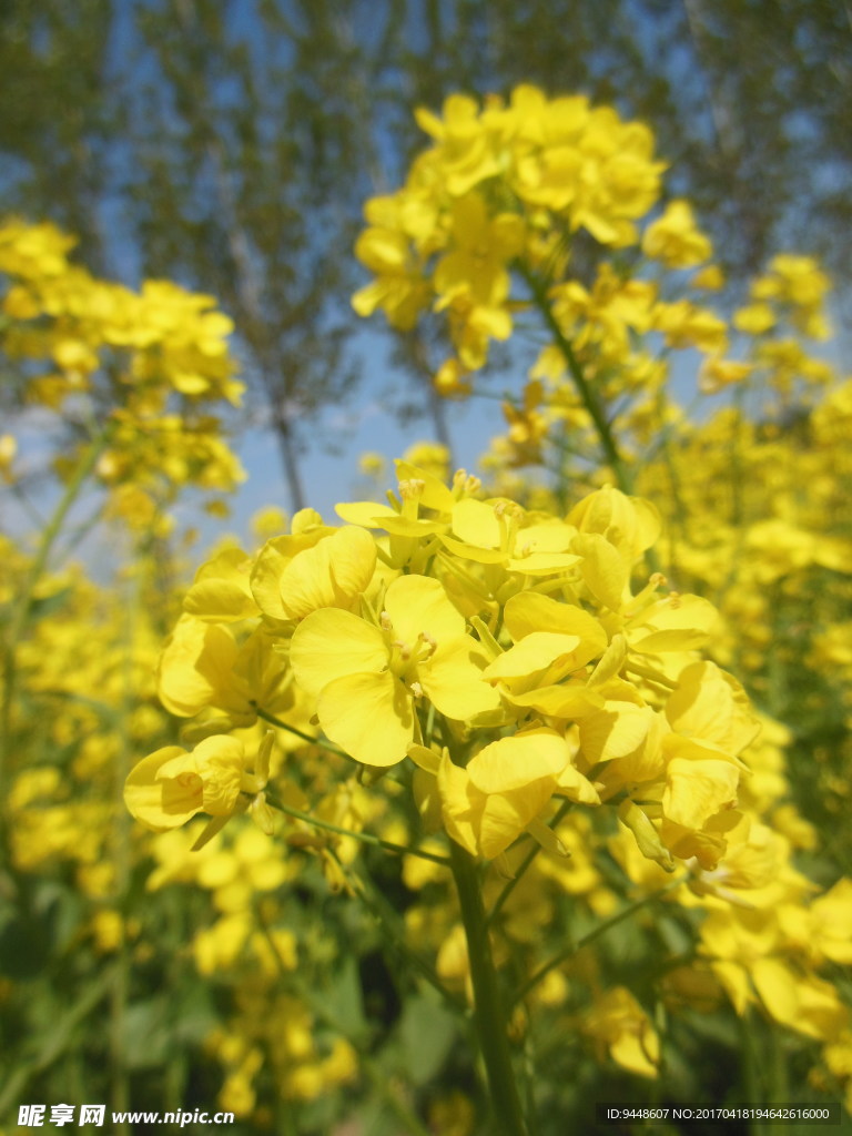 油菜花