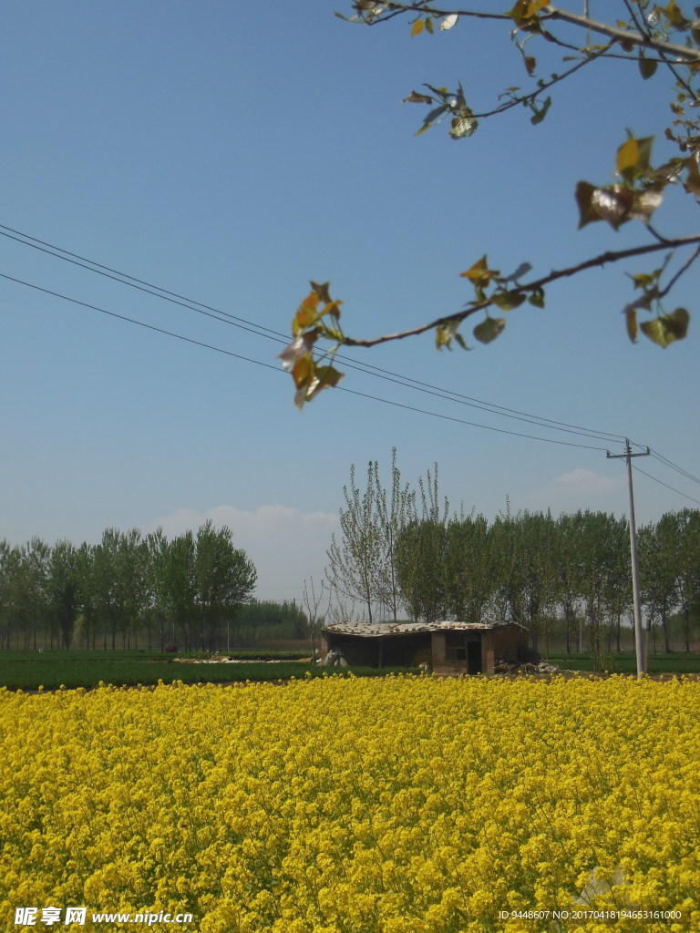 油菜花