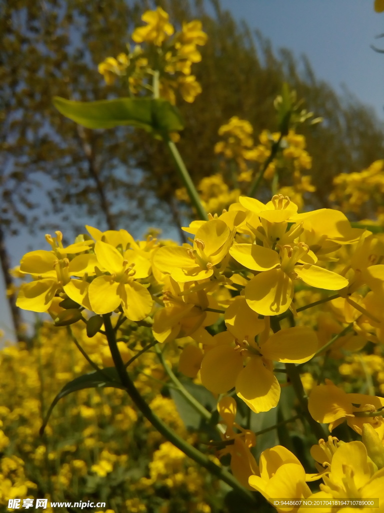油菜花
