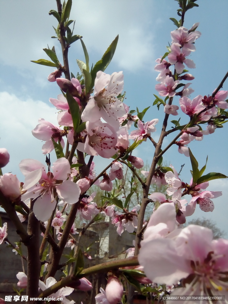 桃花