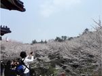 黿头渚樱花