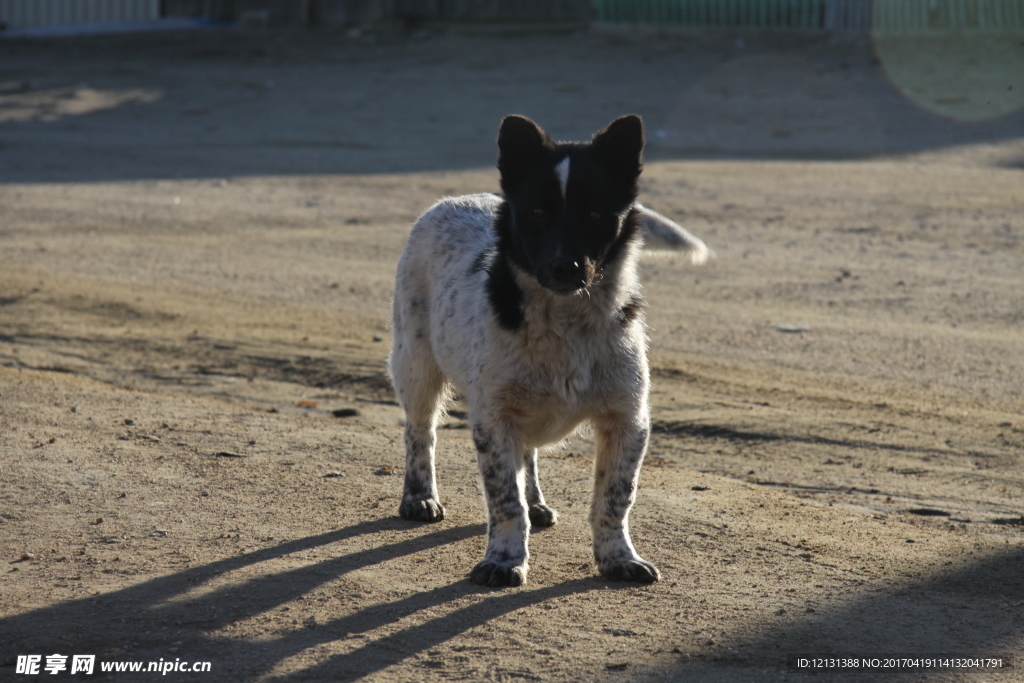 牧羊犬