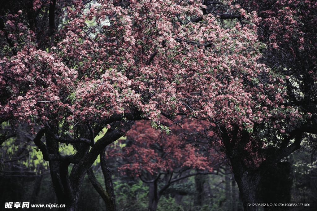杜鹃花树