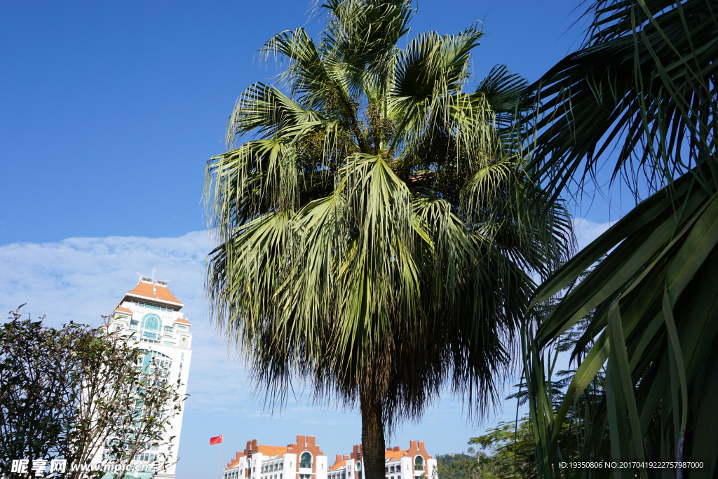 厦门 蓝天 树