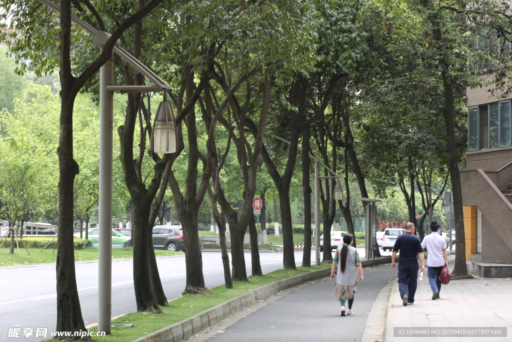 成都人民西路小叶女贞