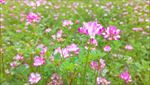 草籽花