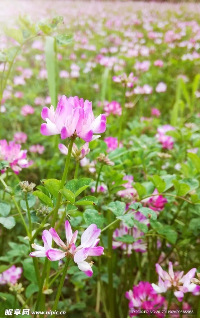 草籽花