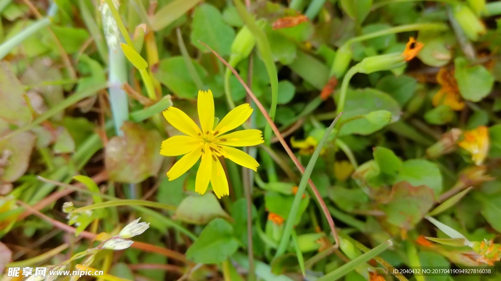 小黄花