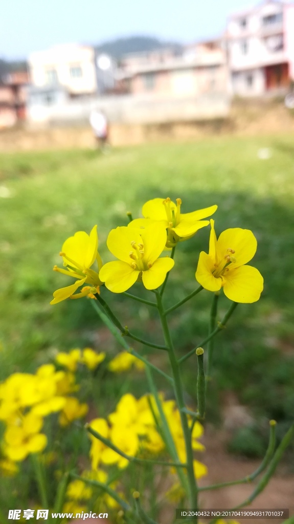 油菜花
