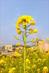 油菜花