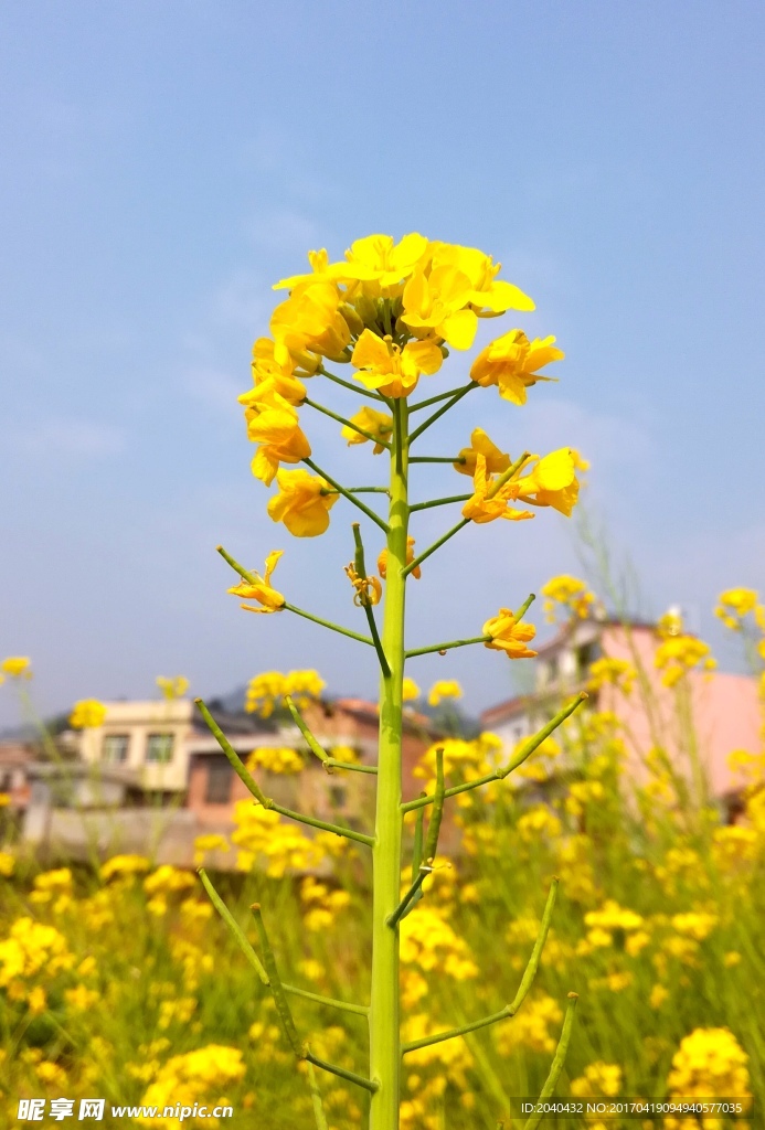 油菜花