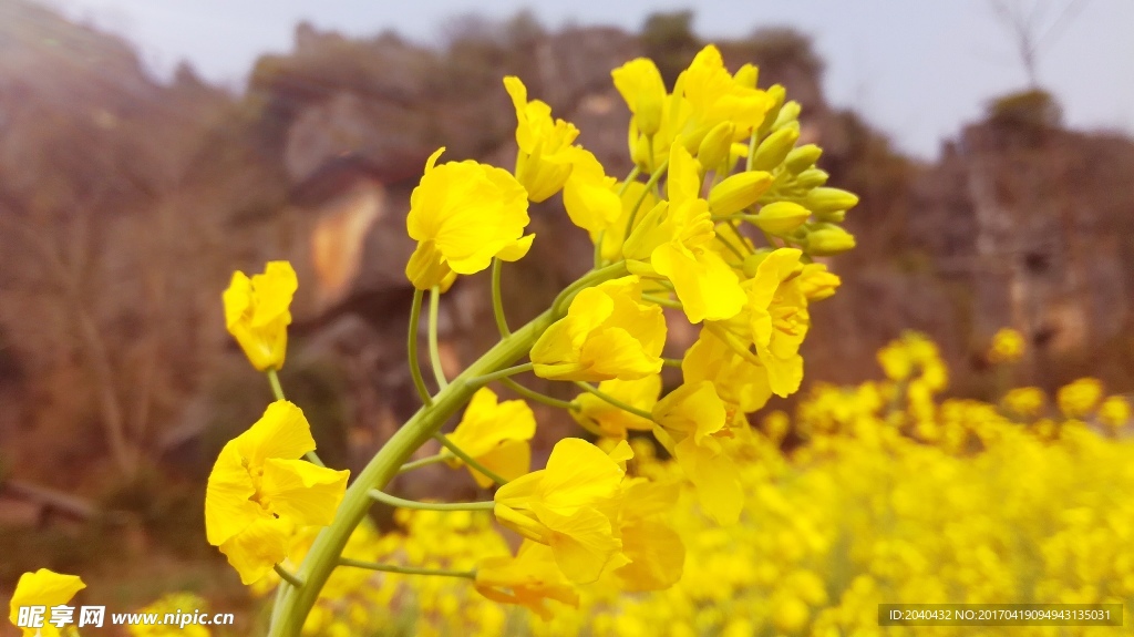 油菜花