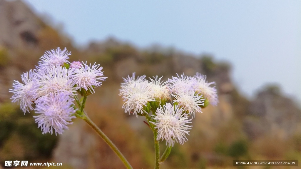 花摄影 自然风景