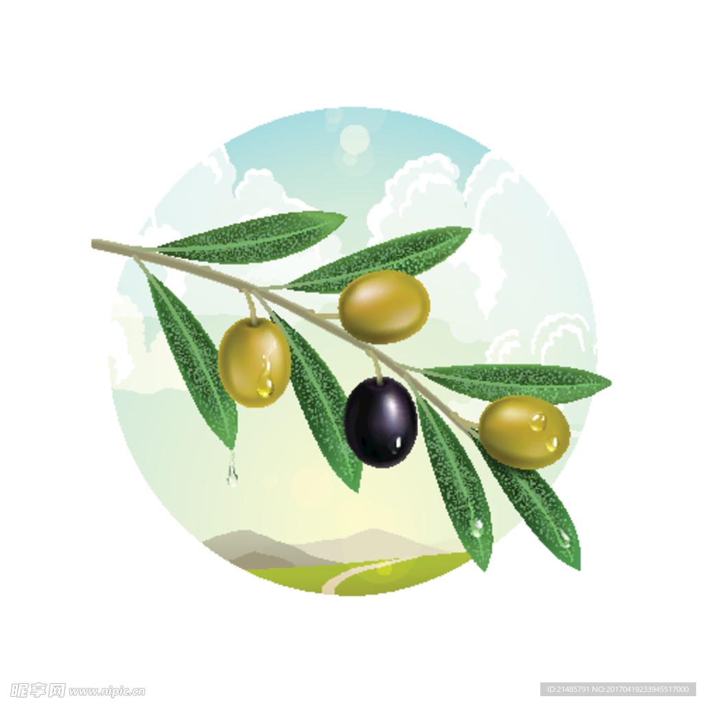 橄榄油