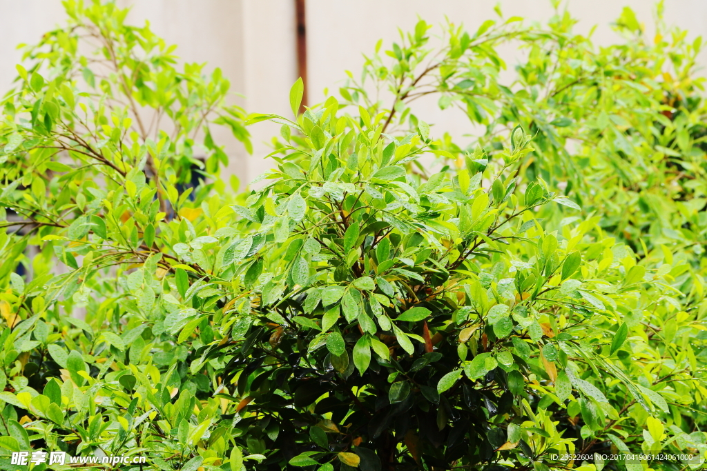 春雨中的榕树