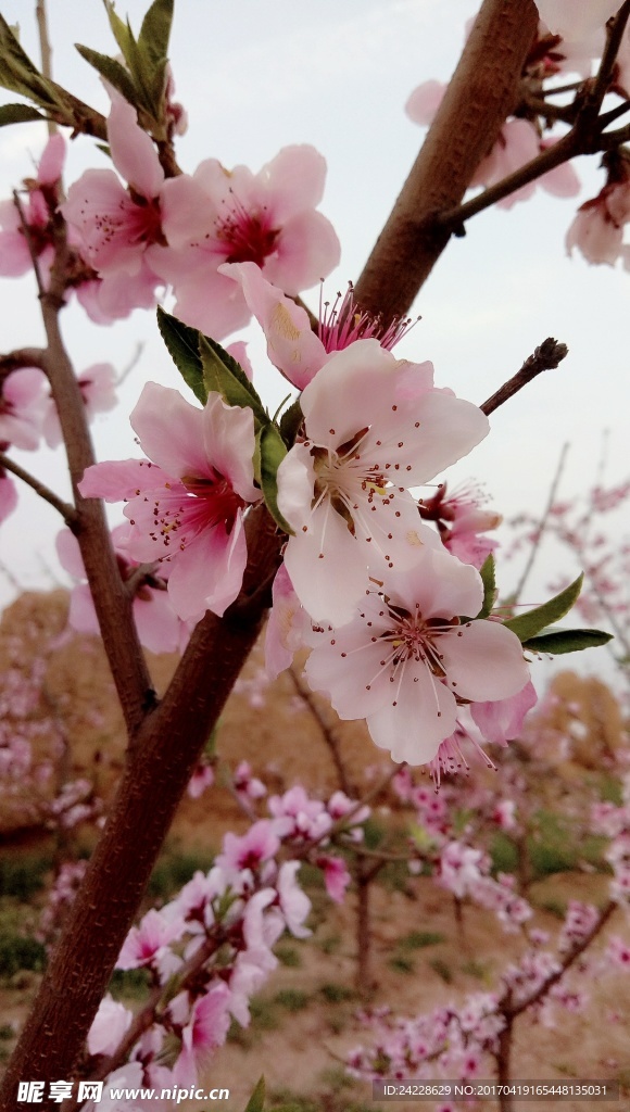 浪漫桃花