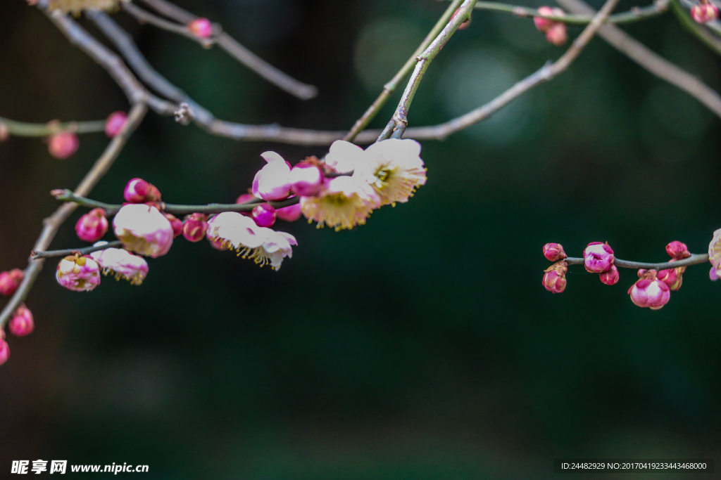 梅花