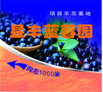 蓝莓海报