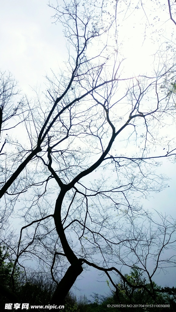 枯藤老树阴雨天