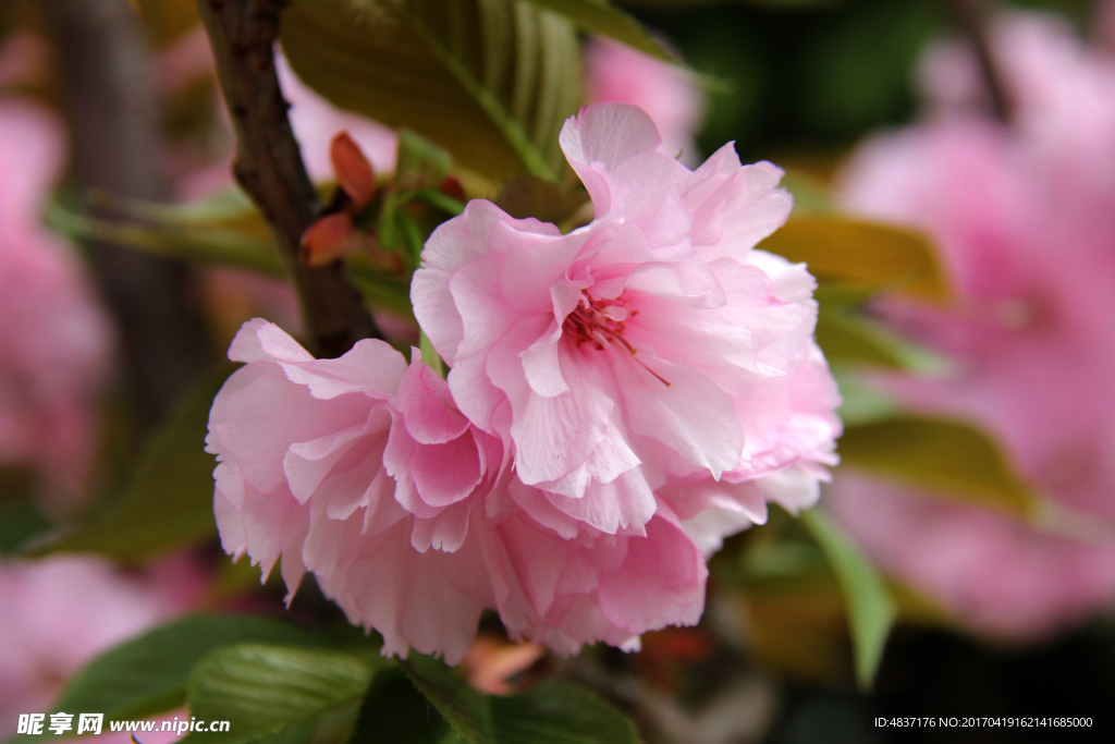 樱花