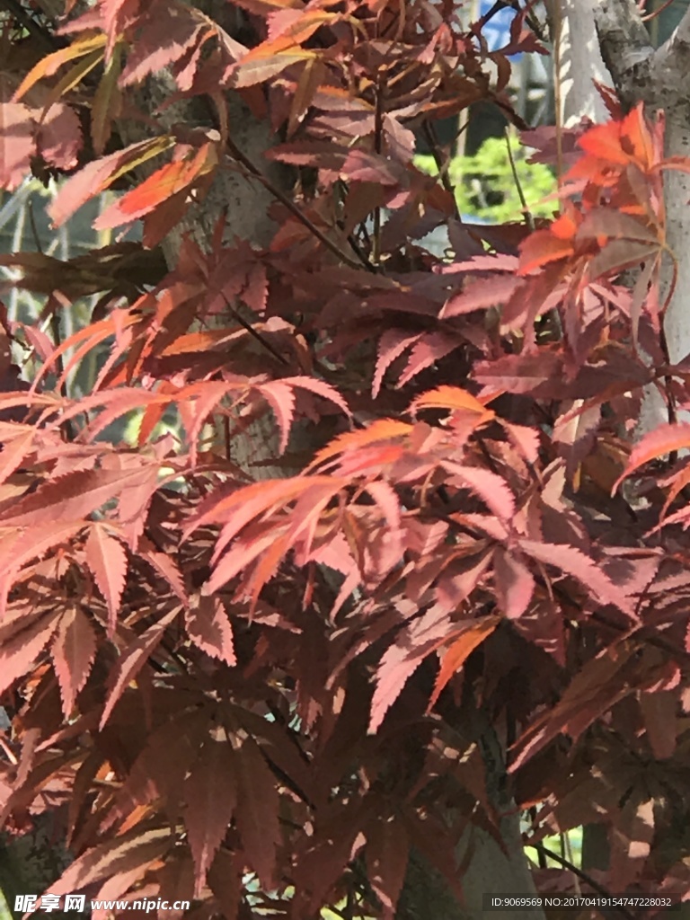 红枫