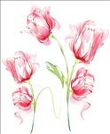 矢量手绘康乃馨水彩画