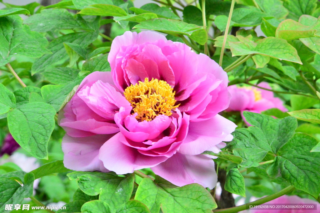 牡丹花
