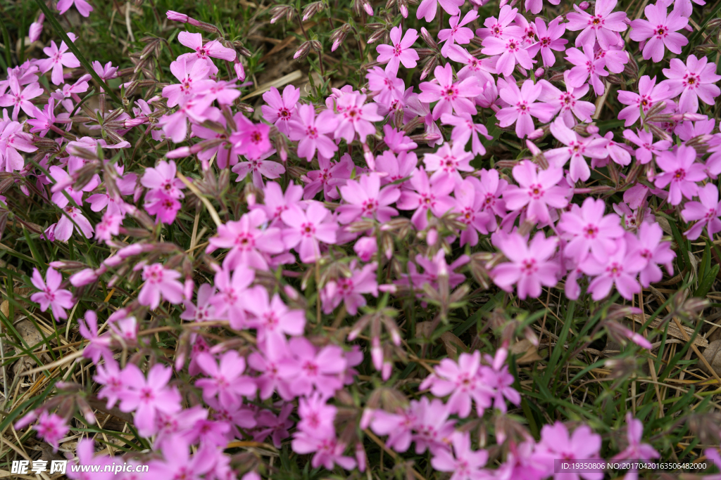春天 粉色的小花