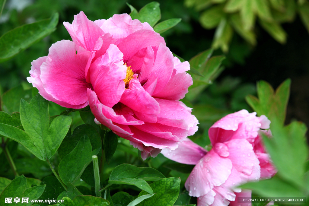两朵粉红色牡丹花