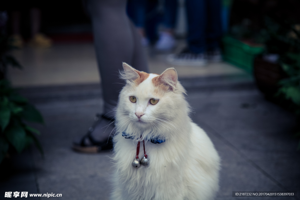 猫
