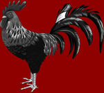 公鸡素材图片 分层