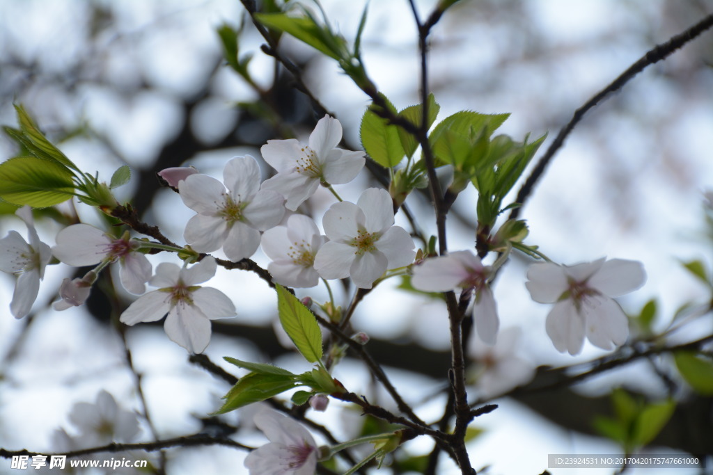 樱花