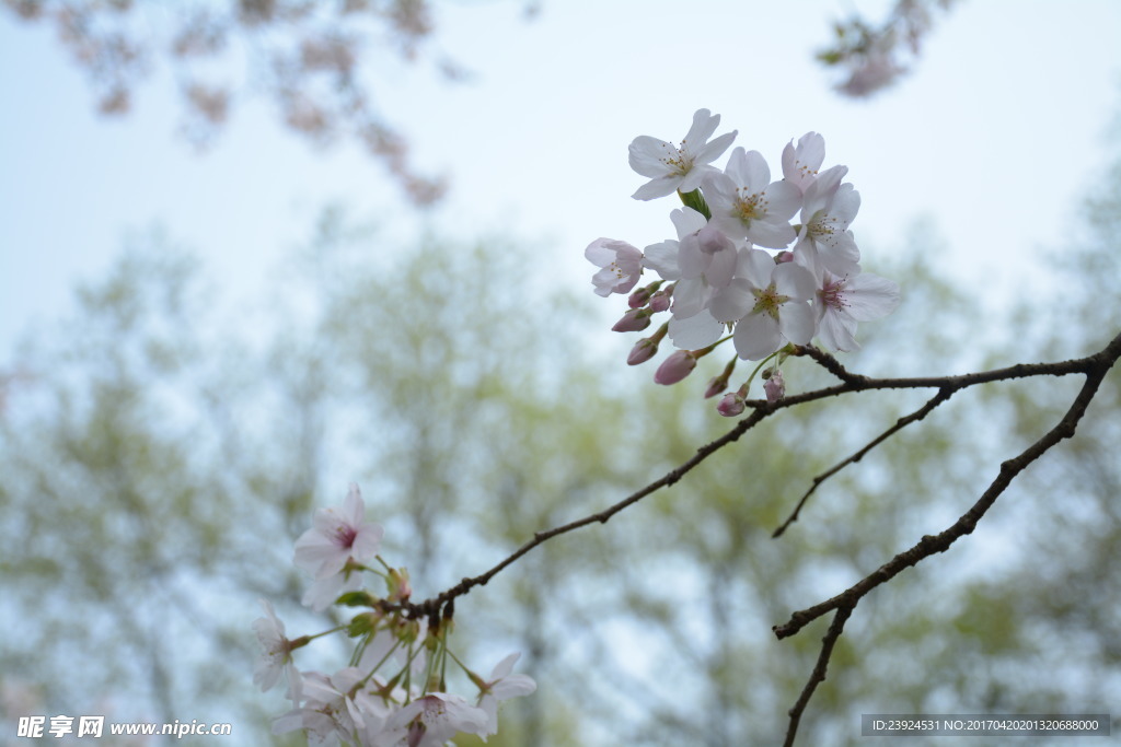 樱花一丛