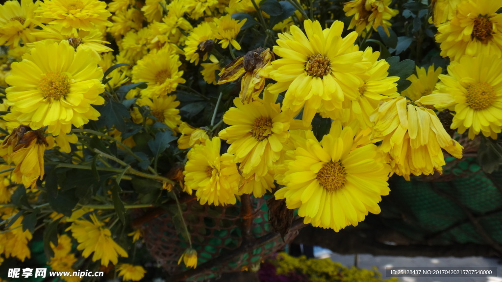 小黄花
