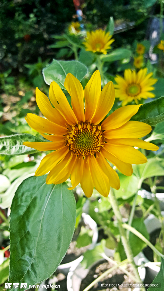 鲜花
